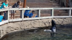 photo - Safari day campers, with counselors, watching the sea lions in their pool enclosure on a sunny summer day