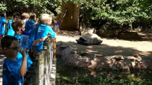 photo - Safari day campers observing the colossal tortoises in their enclosure on a sunny summer day