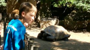 photo - Safari day campers, observing the colossal tortoise in its enclosure on a sunny summer day