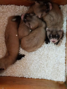 Black-Footed Ferret “Chai’s” litter of four is beginning to become more active and explore on their own. 