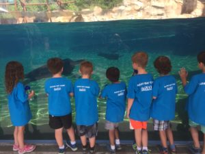 photo - group of zoo Safari day campers, observing the seals playing in their pool, under the water.