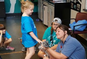 photo - zoo keeper, helping zoo campers, pet a chinchilla, with the help of zoo volunteer