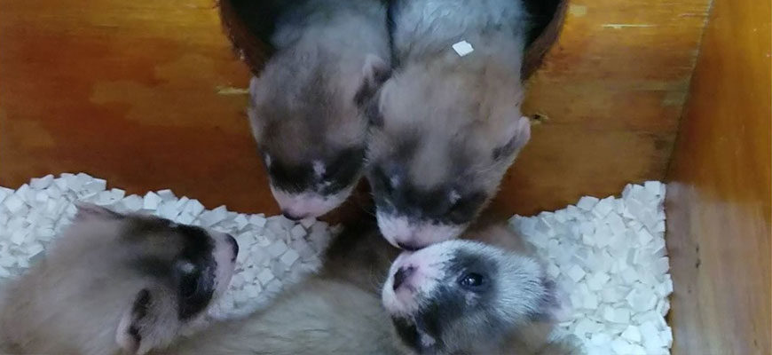 banner - 4 ferret pups, in a box of paper, just hanging out