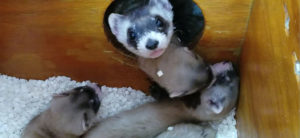 photo - 4 ferret pups, hanging out in a box of paper, sleeping, playing