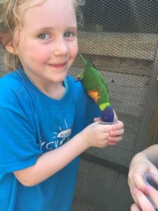 photo - young girl, zoo camper t-shirt, feeding a lorikeet, who is drinking nectar from cup in her hand at lorikeet landing
