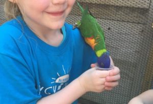 photo - young girl, zoo camper t-shirt, feeding a lorikeet, who is drinking nectar from cup in her hand at lorikeet landing