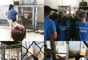 photo - 5 pics of keepers at inside enclosures with respective animals, showing them to safari day campers
