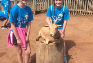 photo - 2 girls from zoo day camp, in blue camp t-shirts, petting brown goat in boma exhibit area