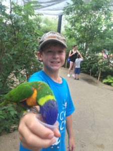 Lorikeet eats from day camper's hand