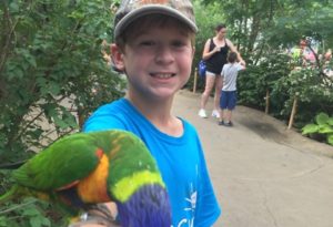 Lorikeet eats from day camper's hand
