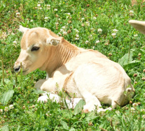 photo - white/brown baby addax, henry, laying in grass with flowers