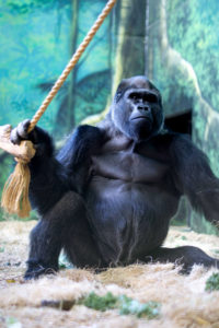 photo - mshindi, gorilla, playing in its enclosure with the ropes, all black hair, strong facial features