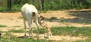 photo - momma addax, cuddling addax calf, who are listed in zoo adopts program, they are white/brown color