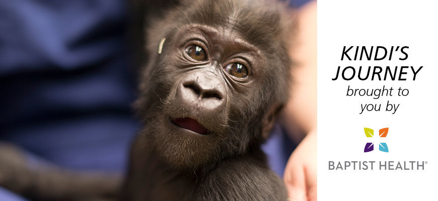 photo - head shot of baby kindi, very big eyes, black head hair sticking up, mouth open, small muzzle and nose