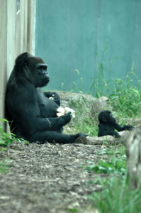 adult gorilla sits with baby gorilla