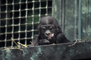 baby gorilla looks at object