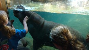 portland elementary students look at hippo