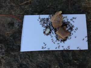 Cane Run students setup ant bait