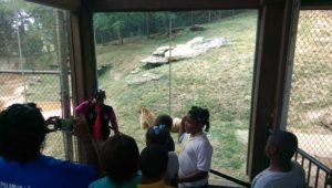 Cane Run students see tiger training