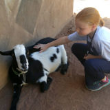 girl pets goat at petting zoo