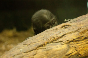 baby gorilla kindi looks out over log