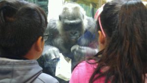 wilt students look at gorilla