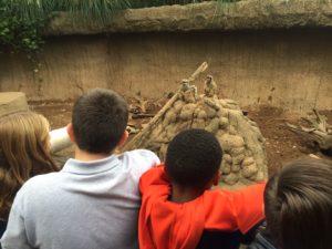 wilt students look at meerkats