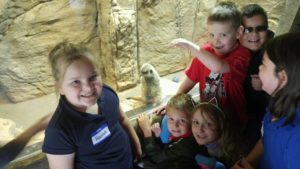 wilt students look at meerkat
