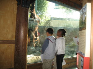 wilt elementary students look at orangutan