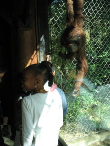 orangutan hangs on fence