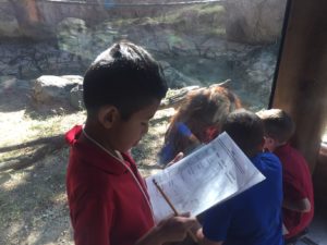 wilt elementary students look at orangutan