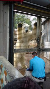 zookeeper squats in front of polar bear