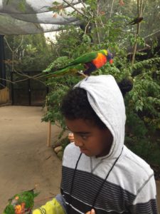 maupin student with lorikeet on his head