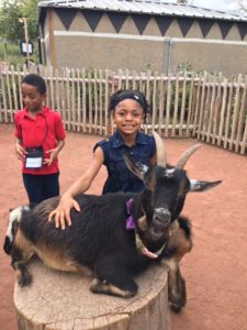 maupin student pets goat at petting zoo