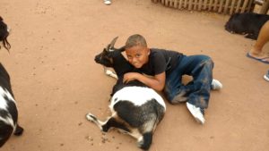 maupin student lays on ground with goat