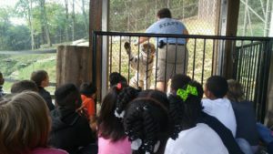 maupin students watch zookeeper with tiger