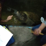 maupin students look at turtle