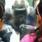 wilt students look at gorilla