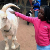 wilt student pets white goat
