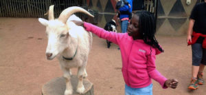 wilt student pets white goat