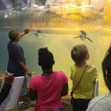 maupin students look at penguins
