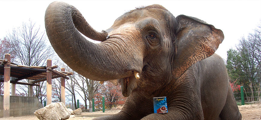elephant dare to care