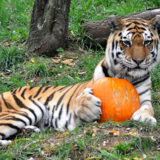 tiger holding pumpkin