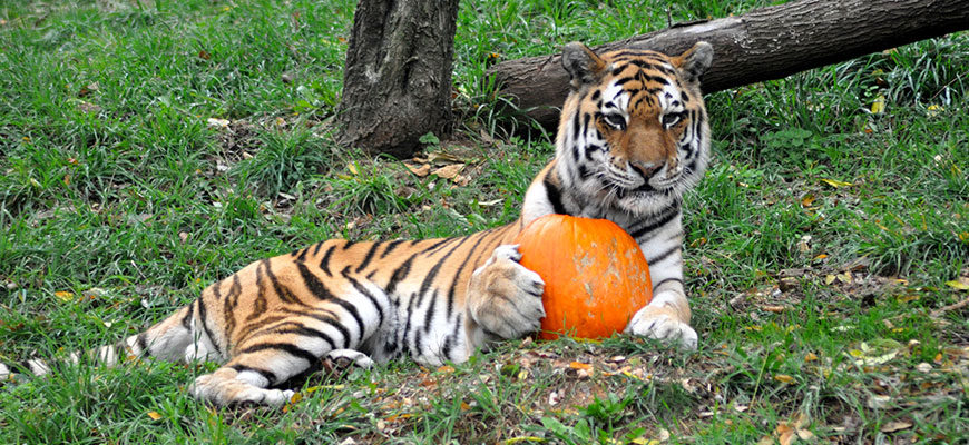 tiger holding pumpkin