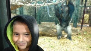 shelby elementary boy stands in front of gorilla