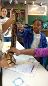 roosevelt perry students pet snake