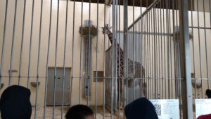 shelby elementary students stand in front of giraffe exhibit
