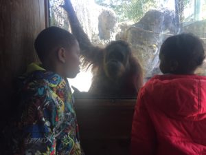 roosevelt perry students look at orangutan