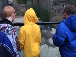 cochran elementary boys look at penguins
