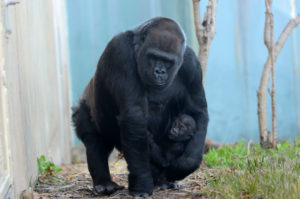Adult Gorilla holds baby gorilla